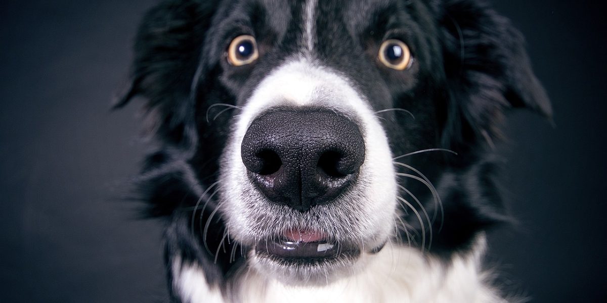 border collie