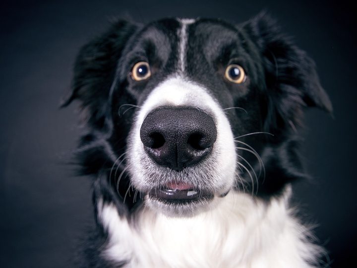 border collie
