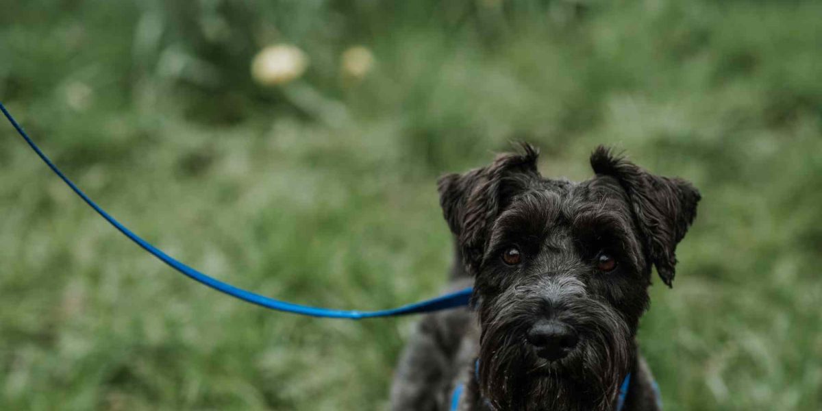 bouvier des ardennes