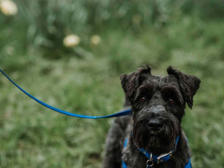 bouvier des ardennes