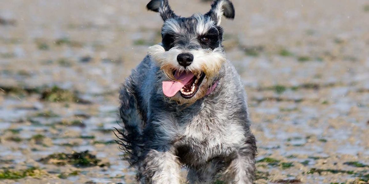 bowzer