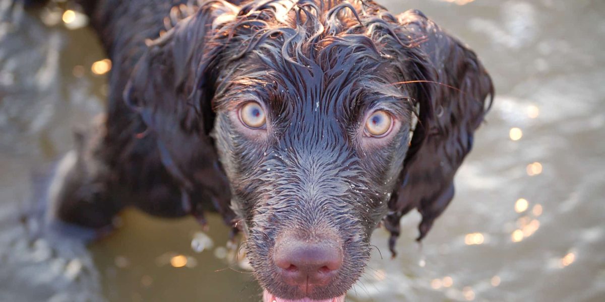 boykin spaniel