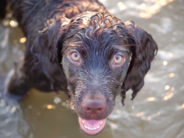 boykin spaniel