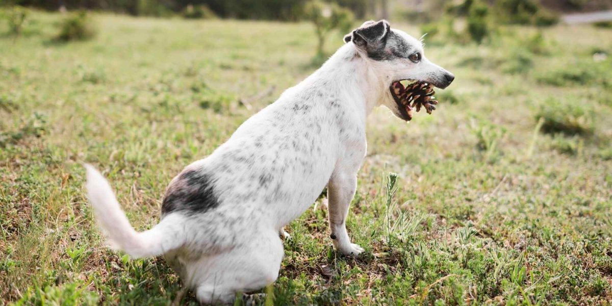 braziliaanse terrier