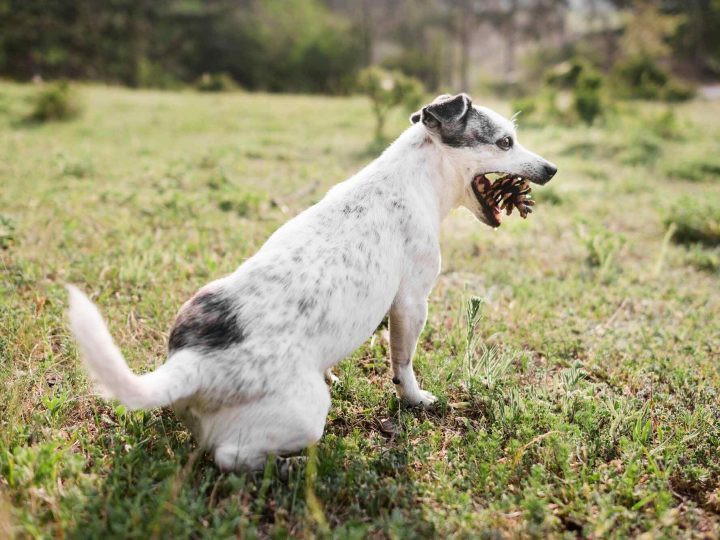 braziliaanse terrier