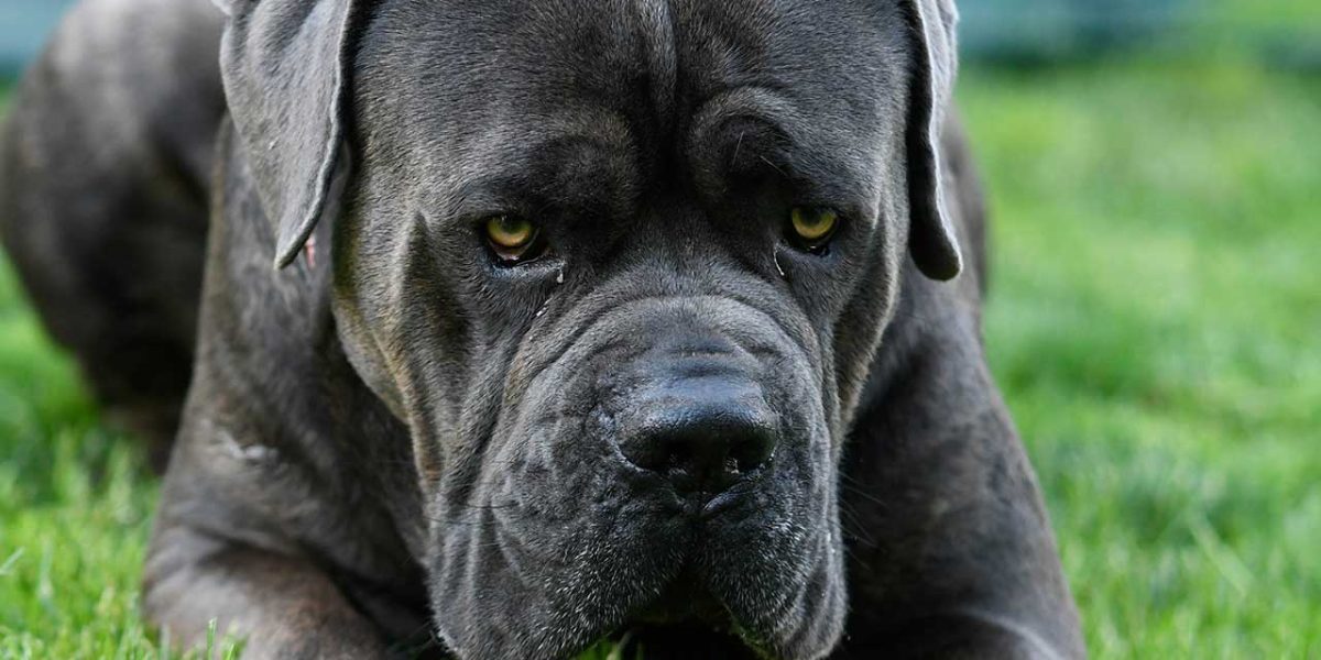 cane corso