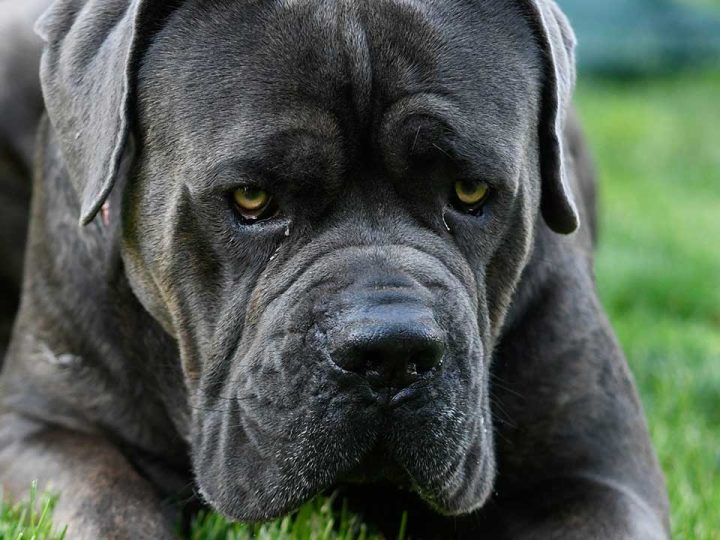 cane corso