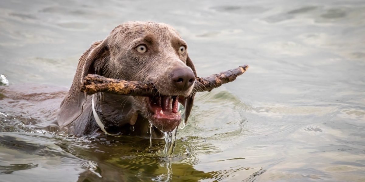 cantabrische waterhond