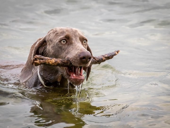 cantabrische waterhond