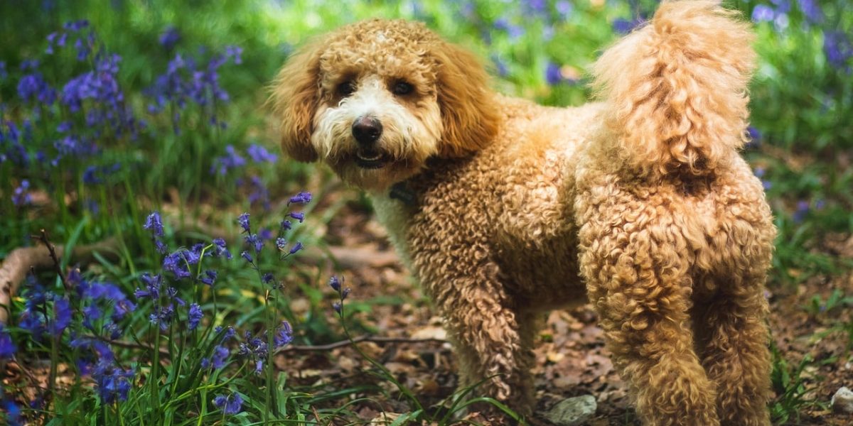 cavapoo