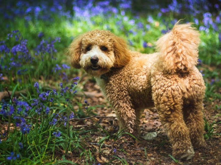 cavapoo