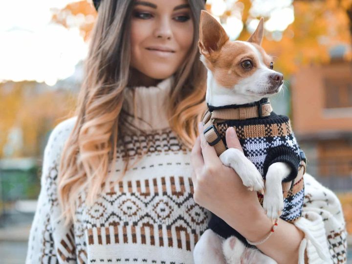 chiweenie