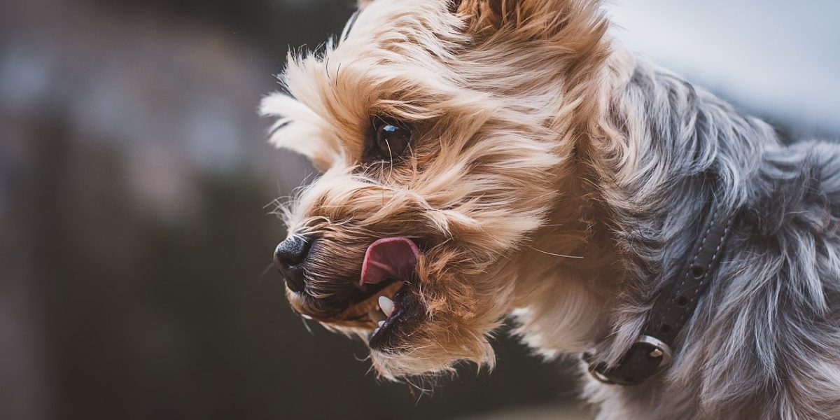 chorkie