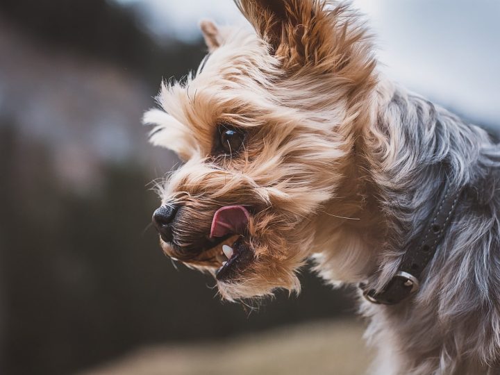 chorkie