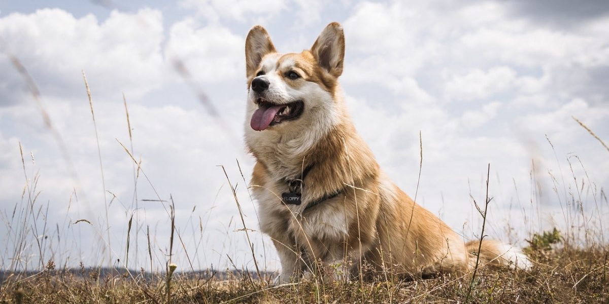 corgidor