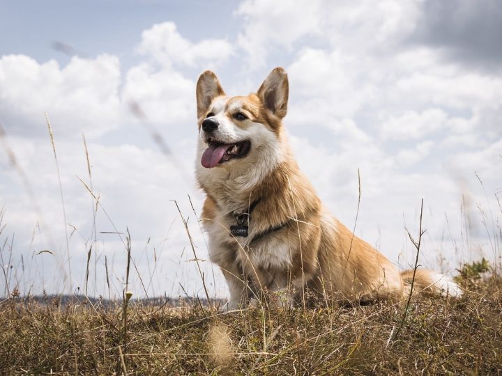 corgidor