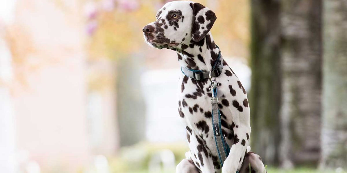 dalmatier