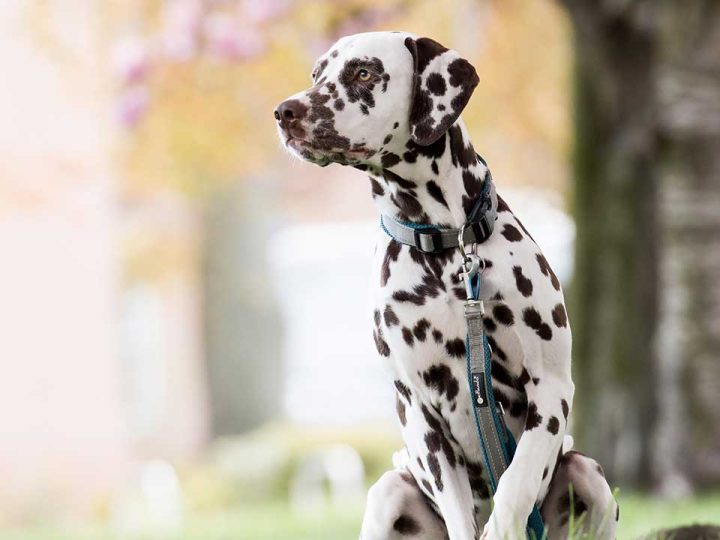 dalmatier