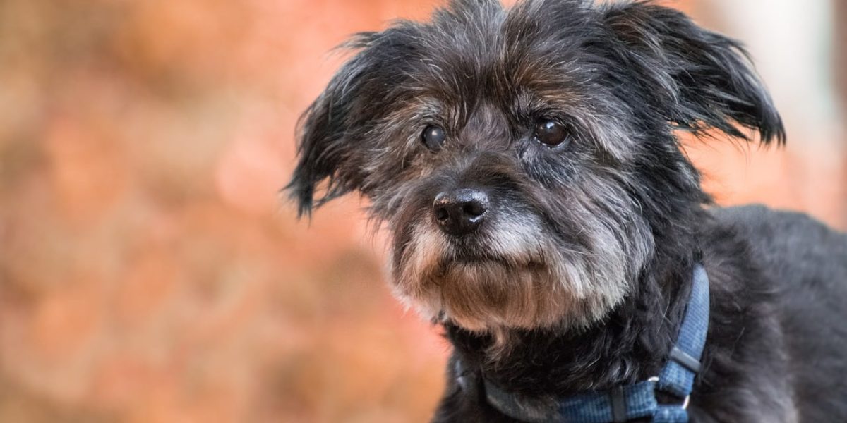 dementie bij honden