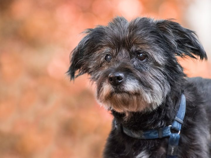 dementie bij honden