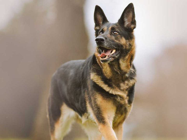 duitse herder