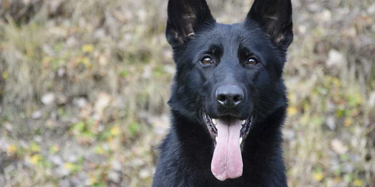 duitse sheprador