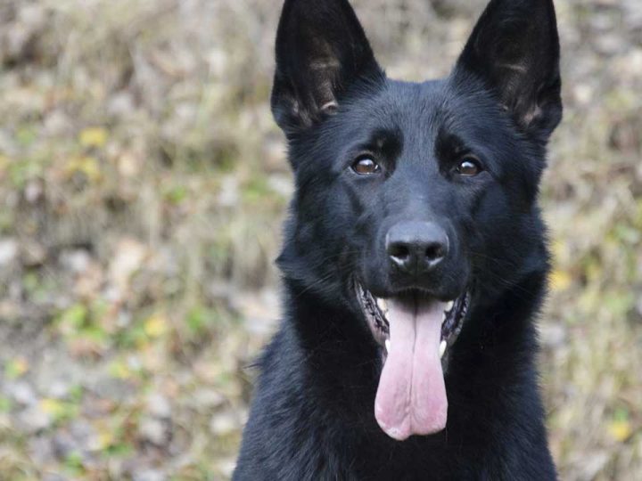 duitse sheprador