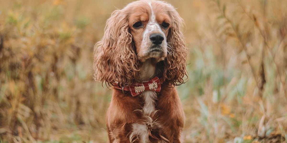 engelse cocker spaniel