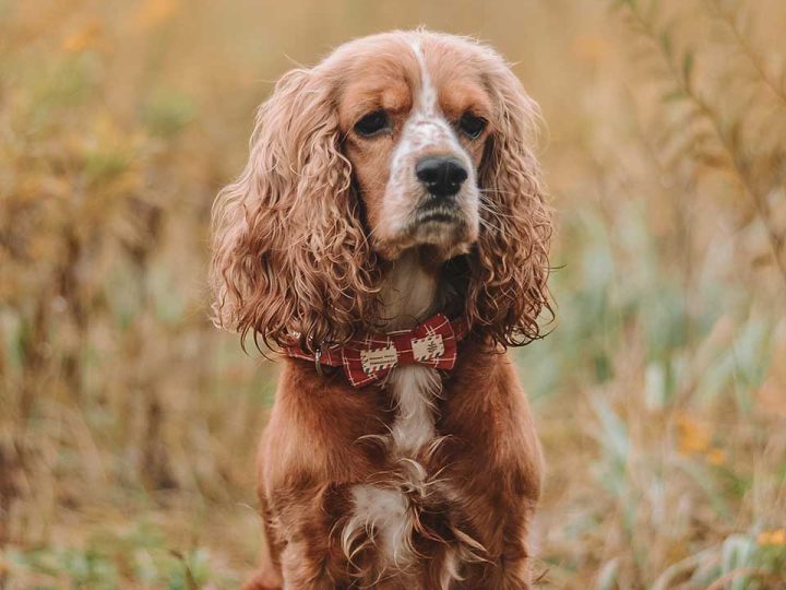 engelse cocker spaniel