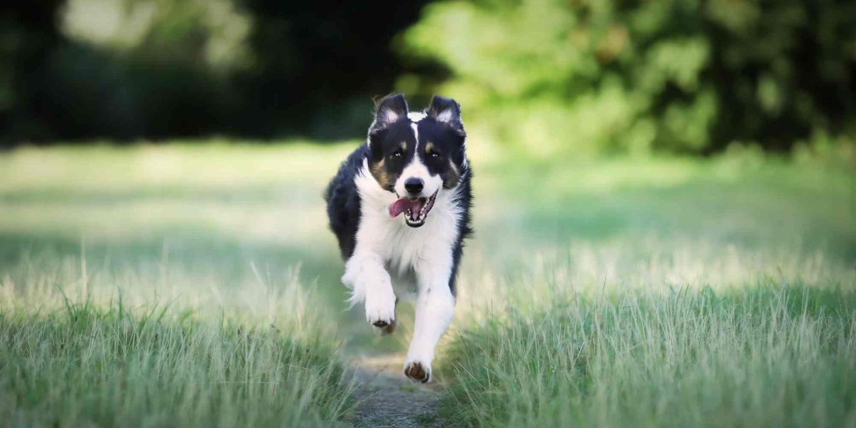 engelse herder