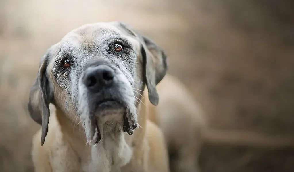 engelse mastiff