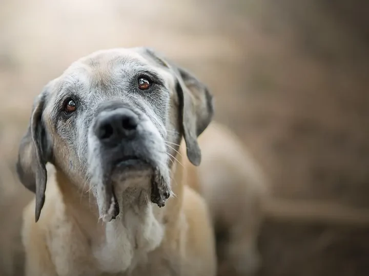 engelse mastiff