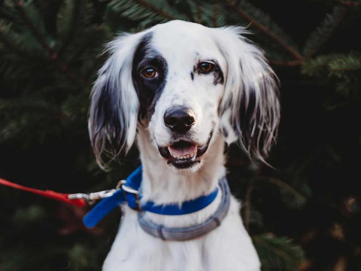 engelse setter