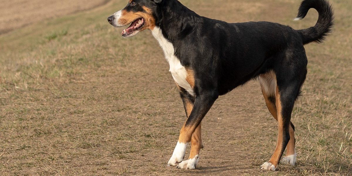 entlebucher sennenhond