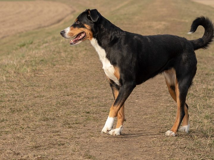 entlebucher sennenhond