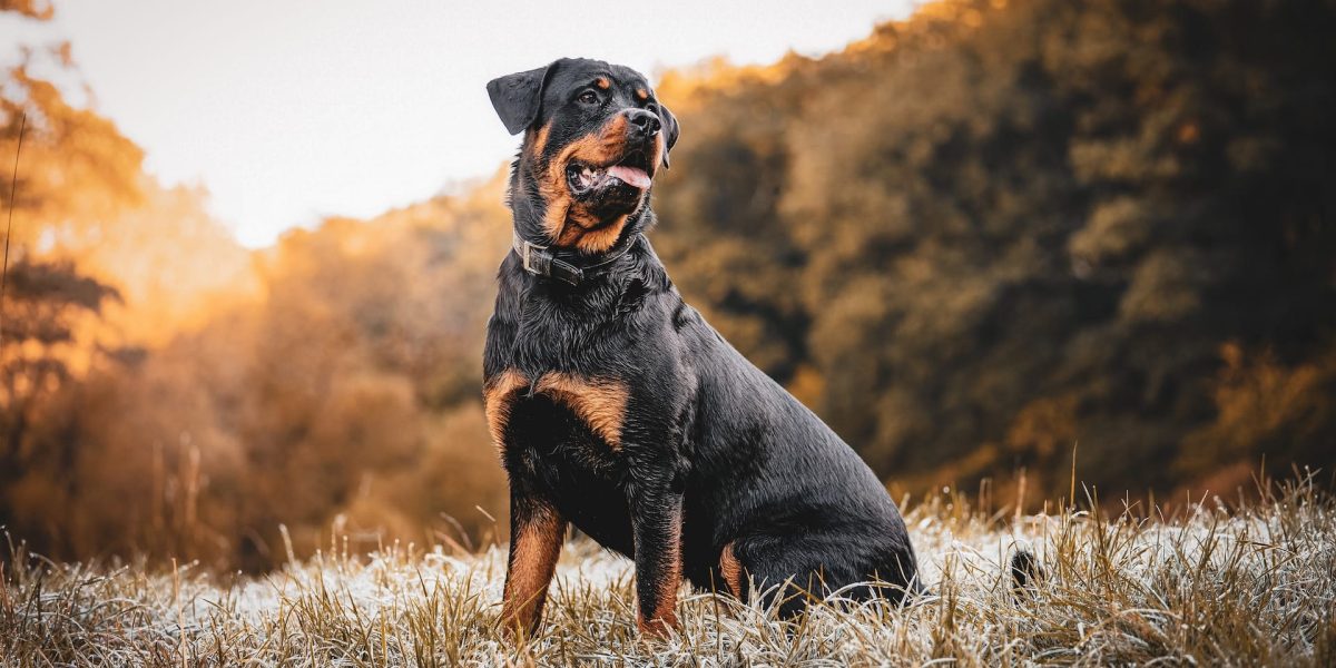 erfhonden