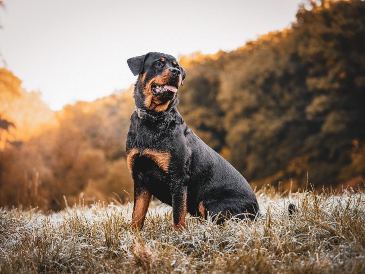 erfhonden