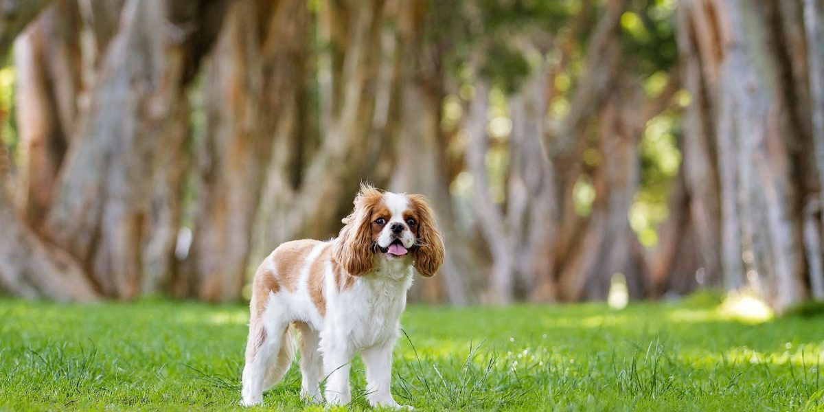 field spaniel