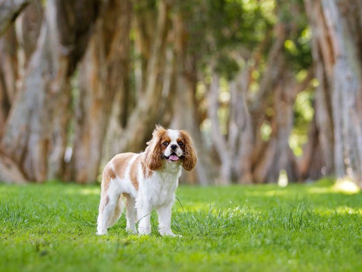 field spaniel