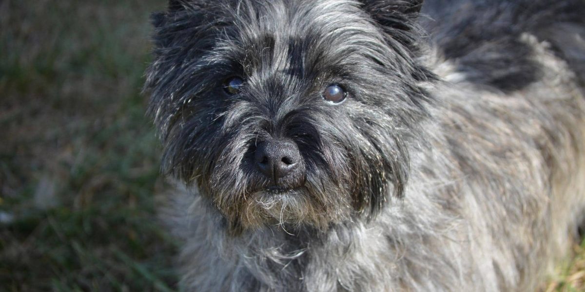 glen of imaal terrier