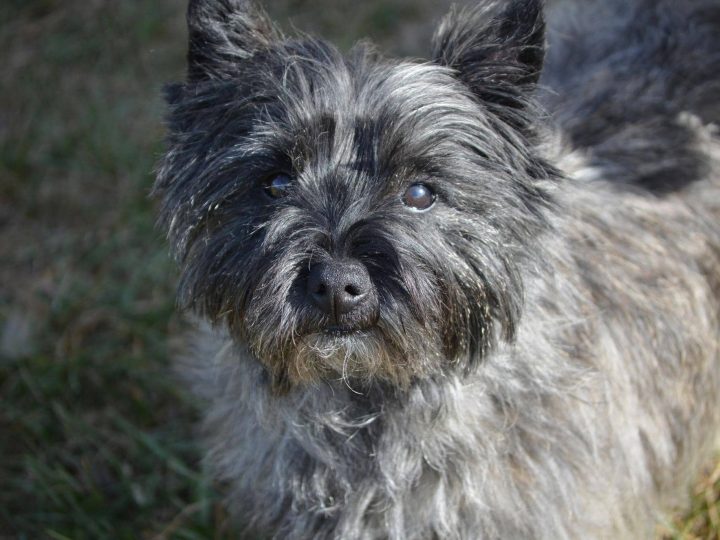 glen of imaal terrier