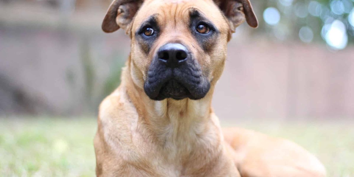 golden boxer