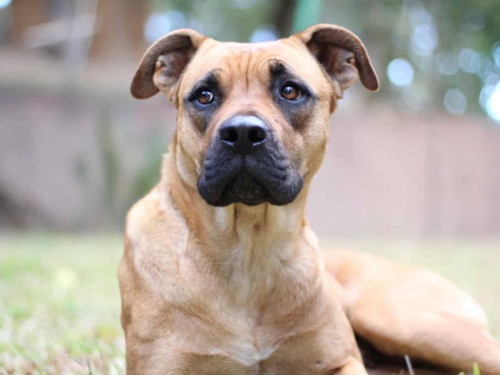 golden boxer