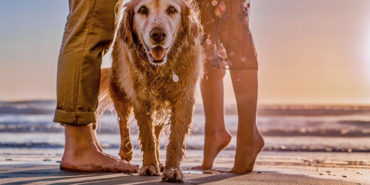 golden dox