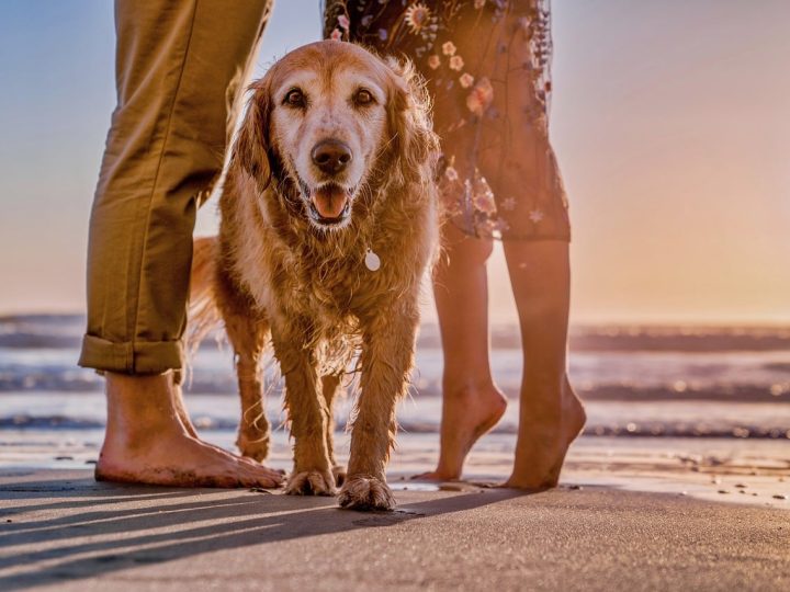golden dox