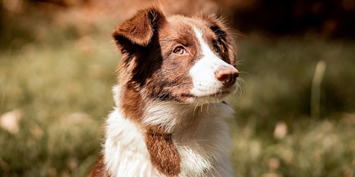 hills puppy voer