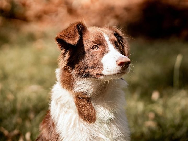hills puppy voer
