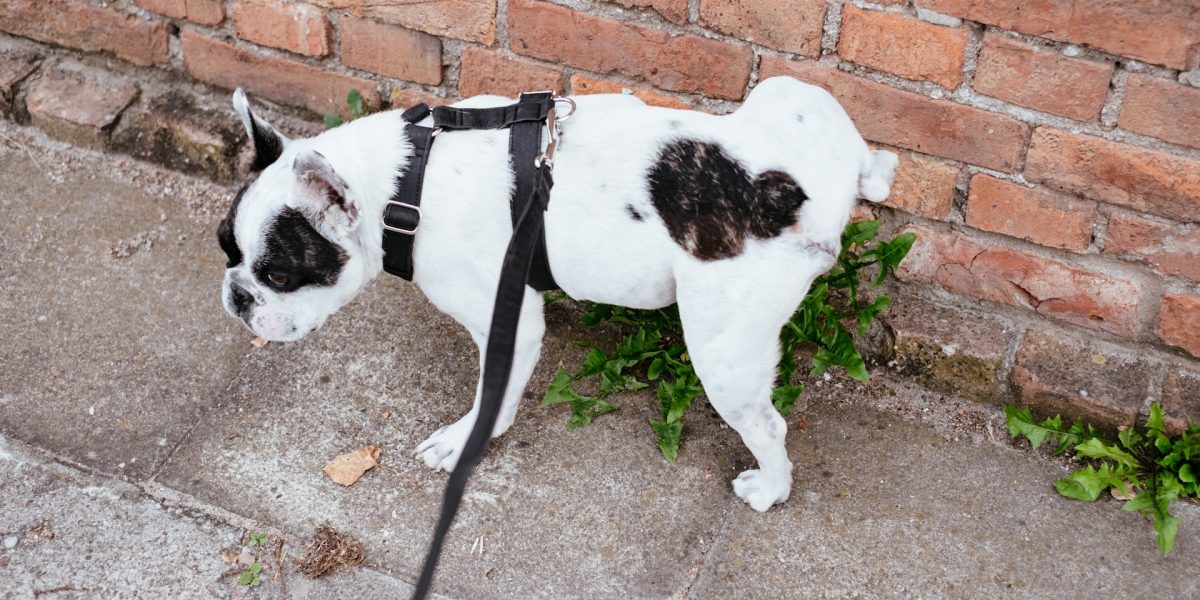 hoe vaak poept een hond