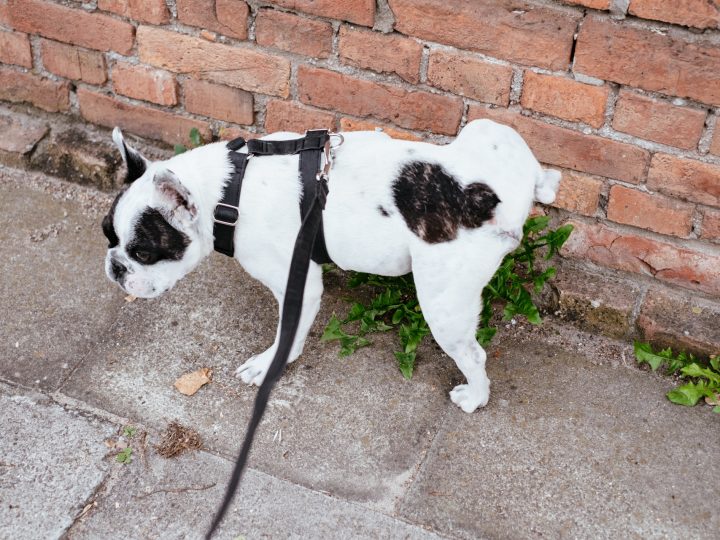 hoe vaak poept een hond