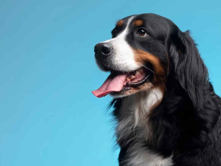 hond ademt snel